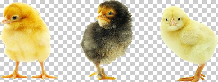 Rhode Island Red Plymouth Rock Chicken Baby Food Chicken Meat PNG, Clipart, Animals, Baby Food, Background, Beak, Bird Free PNG Download
