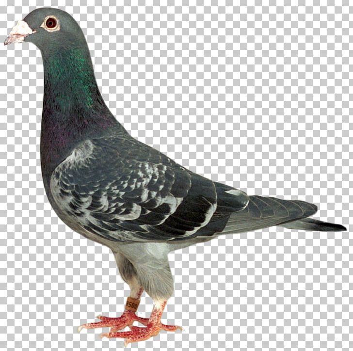Stock Dove Racing Homer Homing Pigeon Columbidae Bird PNG, Clipart, Animals, Beak, Beauceron, Bird, Breed Free PNG Download