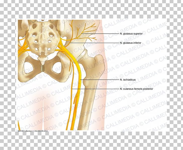 Bone Hip Pelvis Human Anatomy PNG, Clipart, Abdomen, Anatomy, Angle, Arm, Face Free PNG Download