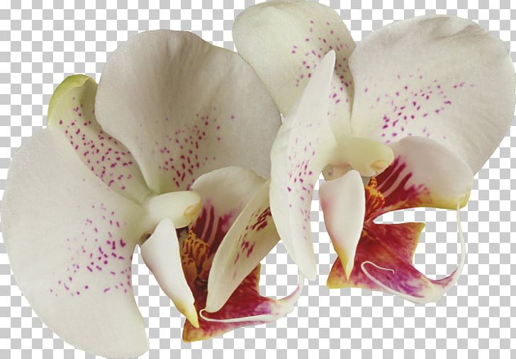 Cattleya Orchids Flower Rose PNG, Clipart, Cattleya, Cattleya Orchids, Cut Flowers, Flower, Flowering Plant Free PNG Download