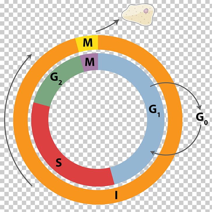 Cell Cycle Cell Division Mitosis Interphase PNG, Clipart, Angle, Area, Biology, Cell, Cell Cycle Free PNG Download