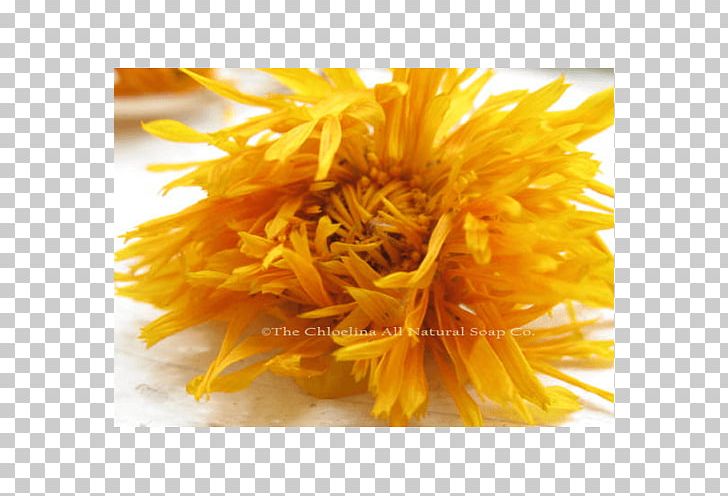 Chamomile Oil Dandelion Soap Oleic Acid PNG, Clipart, Butter, Calendula, Calendula Watercolor, Chamomile, Common Sunflower Free PNG Download