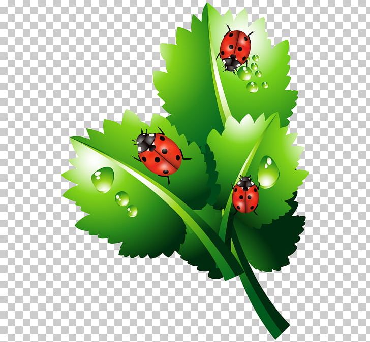 Coccinella Septempunctata Insect PNG, Clipart, Albom, Animal, Coccinella, Coccinella Septempunctata, Computer Wallpaper Free PNG Download