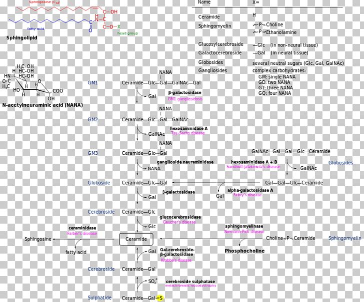 Glycosphingolipid Metabolism Metabolic Pathway Sphingosine PNG, Clipart, Area, Cell Membrane, Ceramide, De Novo Synthesis, Diagram Free PNG Download