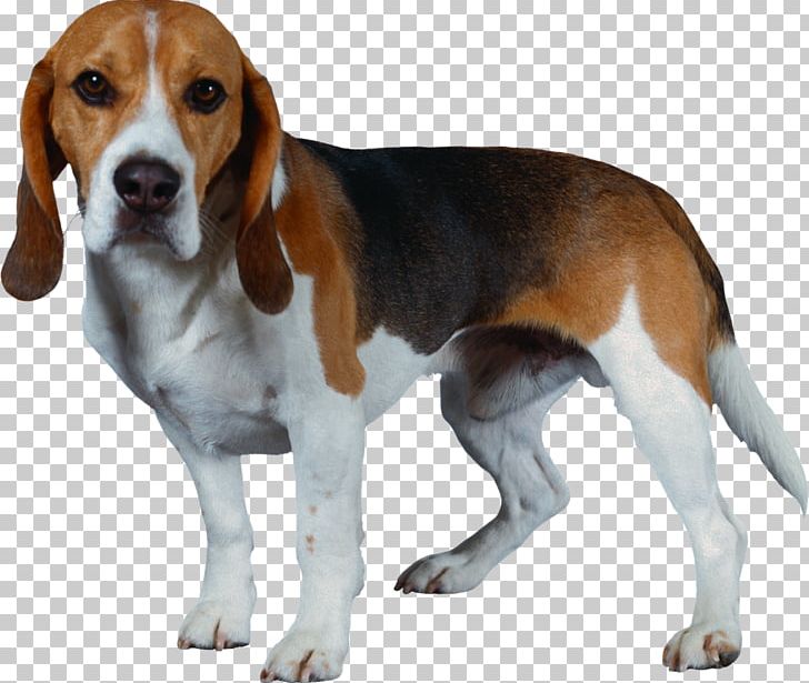 Beagle-Harrier Beagle-Harrier Shiba Inu Puppy PNG, Clipart, American Foxhound, Animal, Animals, Carnivoran, Companion Dog Free PNG Download
