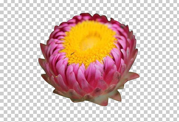 Chrysanthemum Xerochrysum Bracteatum Cut Flowers PNG, Clipart, Bract, Bud, Buds, Chrysanthemum, Chrysanths Free PNG Download