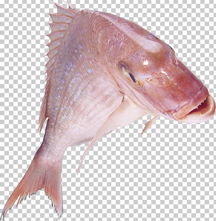 Northern Red Snapper Fishing Sardinella Cod PNG, Clipart, Animals, Animal Source Foods, Bony Fish, Catfish, Cephalopholis Sonnerati Free PNG Download