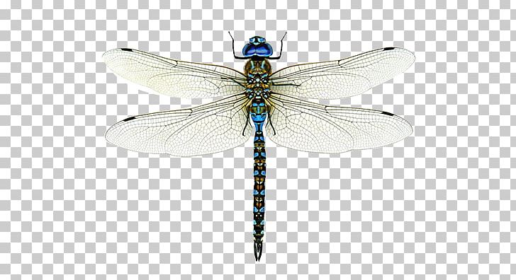 A Dragonfly? Emperor Bird Insect PNG, Clipart, Animals, Arthropod, Bird, Blueeyed Darner, Dragonflies And Damseflies Free PNG Download