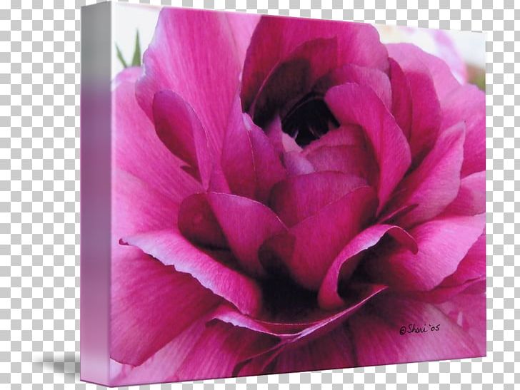 Centifolia Roses Garden Roses Peony Petal PNG, Clipart, Centifolia Roses, Closeup, Closeup, Family, Flower Free PNG Download
