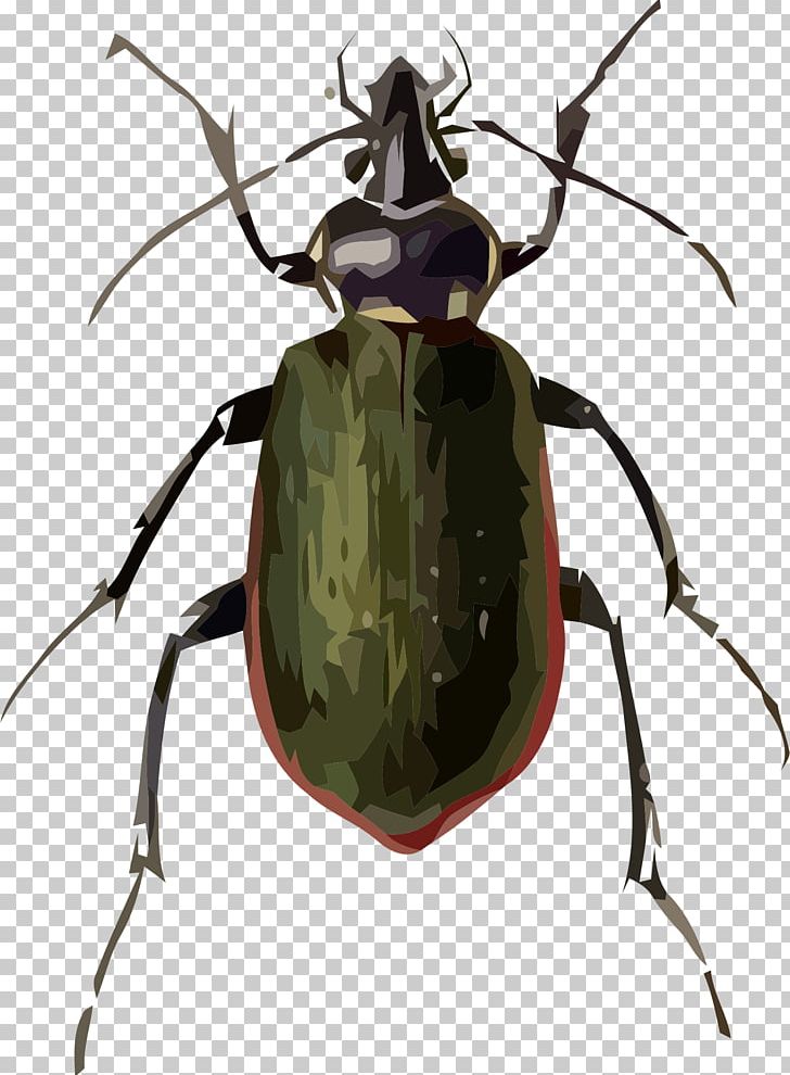 Ladybird Beetle Fiery Searcher Drawing PNG, Clipart, Animals, Arthropod, Beetle, Calosoma Scrutator, Dermestes Lardarius Free PNG Download