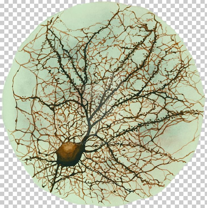 Neuron Drawing Hippocampus Neuroscience Watercolor Painting PNG, Clipart, Agy, Art, Biology, Brain, Branch Free PNG Download