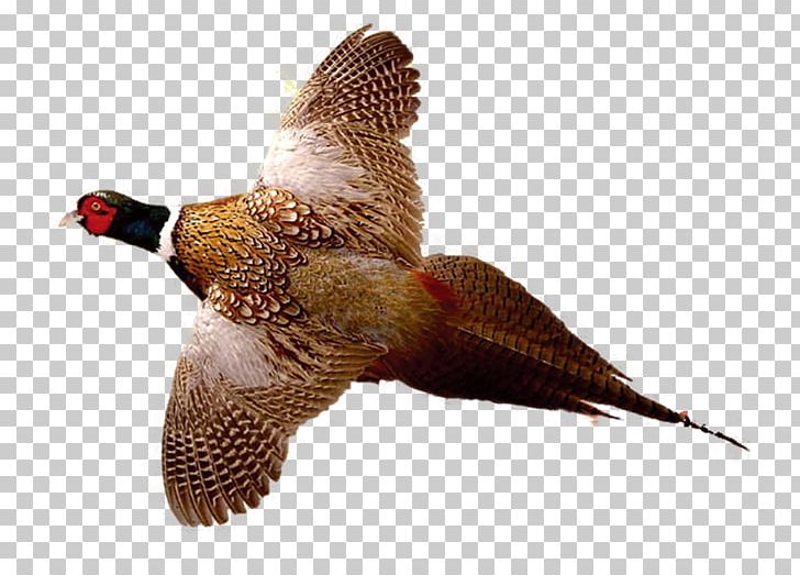 Ring-necked Pheasant Drawing Bird Hunting PNG, Clipart, Beak, Chicken, Chukar Partridge, Fauna, Flower Fly Free PNG Download