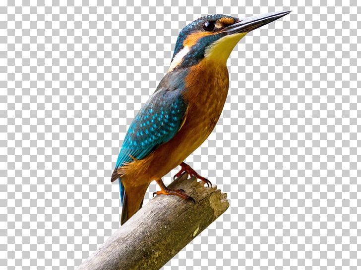 Bird Parrot PNG, Clipart, Animals, Beak, Belted Kingfisher, Bird, Bird Flight Free PNG Download