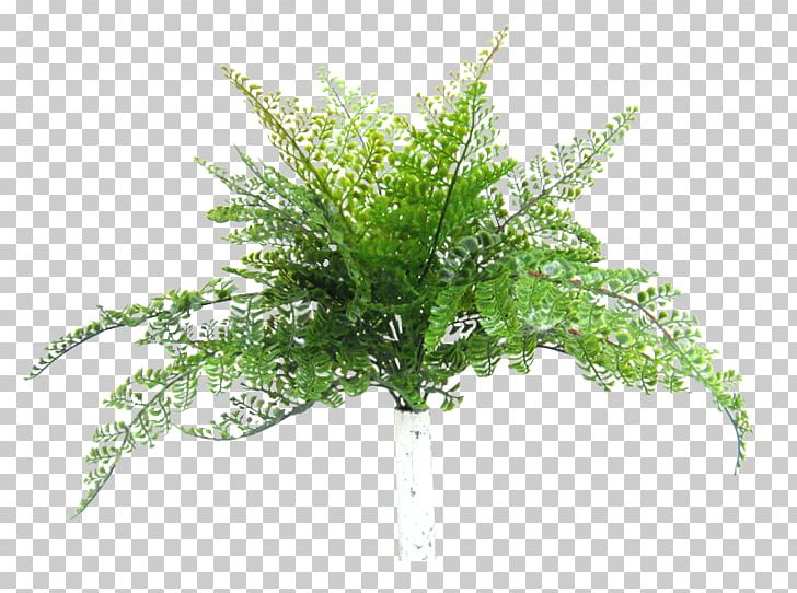 Fern Cloud 9 Event Management Tree Kalang Road Shrub PNG, Clipart, Artificial Flower, Cloud 9, Cycad, Elanora Heights New South Wales, Event Management Free PNG Download