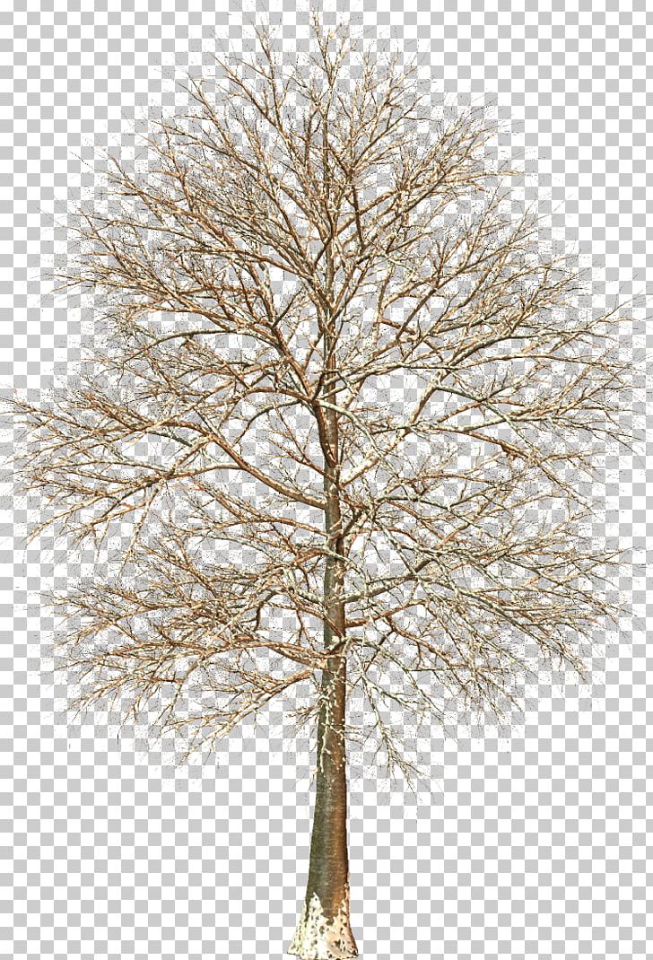 Larch Fir Trunk Tree Evergreen PNG, Clipart, Branch, Broadleaved Tree, Conifer, Conifers, Evergreen Free PNG Download