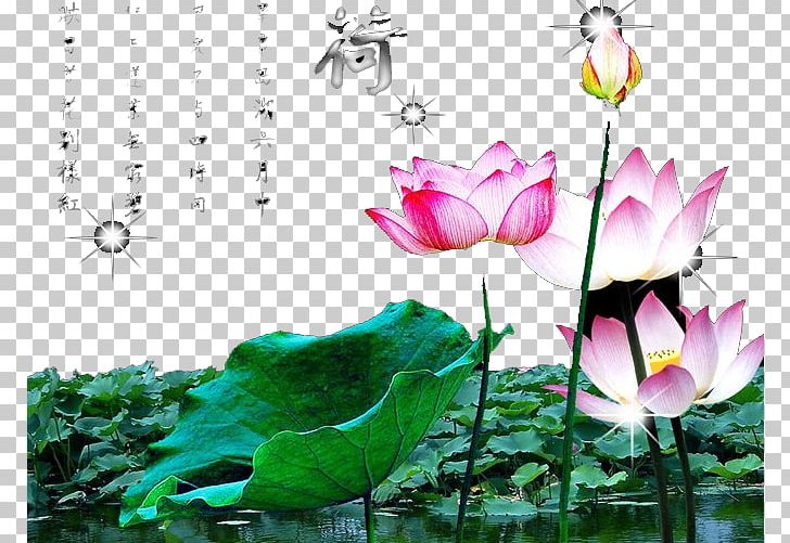 Nelumbo Nucifera Egyptian Lotus PNG, Clipart, Aquatic Plant, Blue, Color, Computer Wallpaper, Flower Free PNG Download