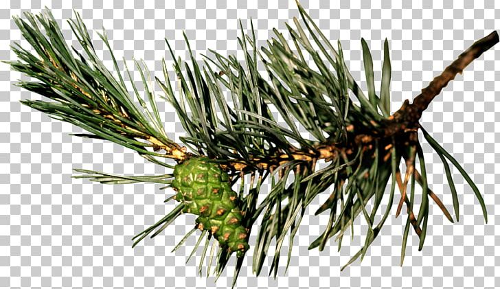 Pine Blog Christmas PNG, Clipart, Blog, Branch, Christmas, Conifer, Conifer Cone Free PNG Download
