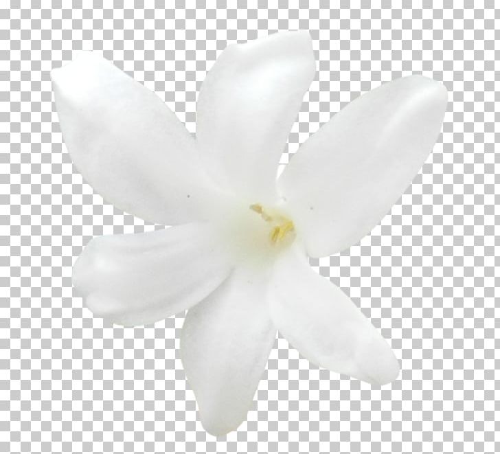 White Magnolia Family Petal PNG, Clipart, Black And White, Cicek, Cicek Resimleri, Fleur, Flower Free PNG Download