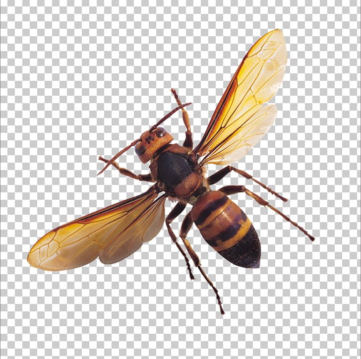 Apis Florea Insect Bee Butterfly Wing PNG, Clipart, Arthropod, Bugs, Bugs Bunny, Bug Spray, Creatures Free PNG Download
