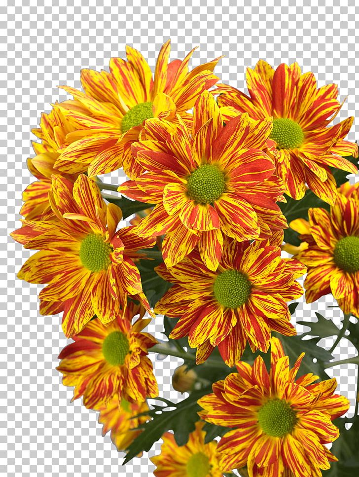 Cut Flowers Chrysanthemum Royal Van Zanten Limonium PNG, Clipart, Annual Plant, Bouvardia, Chrysanthemum, Chrysanths, Color Free PNG Download