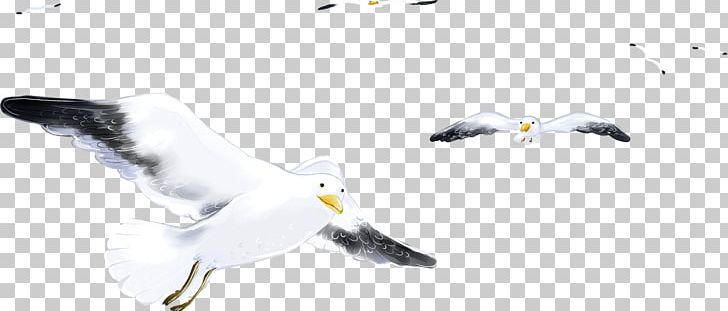 European Herring Gull Bird Gulls Sevastopol Feather PNG, Clipart, Animals, Beak, Bird, Charadriiformes, European Herring Gull Free PNG Download