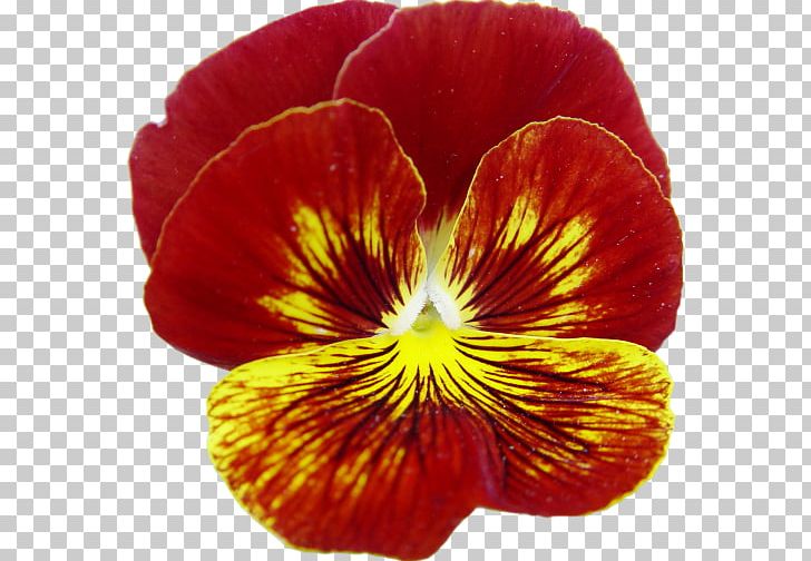 Pansy Magenta Annual Plant Close-up PNG, Clipart, Annual Plant, Closeup, Flower, Flowering Plant, Magenta Free PNG Download
