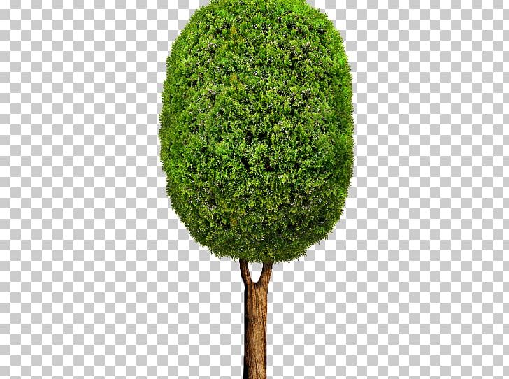 Tree Shrub PNG, Clipart, Airplane, Cartoon, Circle Tree, Download, Grass Free PNG Download