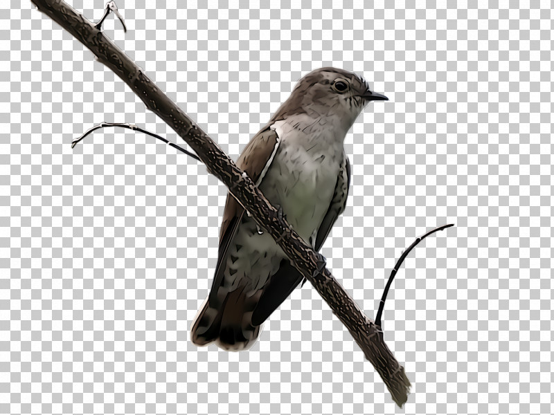 Hummingbird PNG, Clipart, Beak, Bird, Cuckoo, Cuculiformes, Hummingbird Free PNG Download