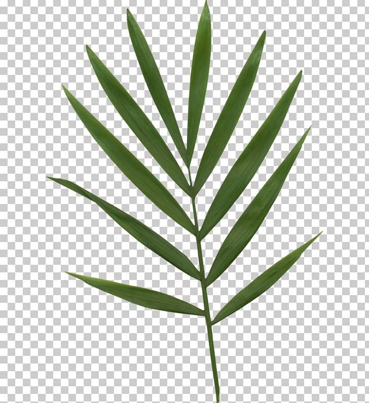 Bamboo Leaf Bamboe PNG, Clipart, Bamboe, Bamboo, Bamboo Border, Bamboo Frame, Bamboo House Free PNG Download