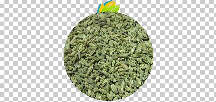 Fennel Indian Cuisine Cumin Seed Spice PNG, Clipart, Ajwain, Anise, Apiaceae, Commodity, Coriander Free PNG Download