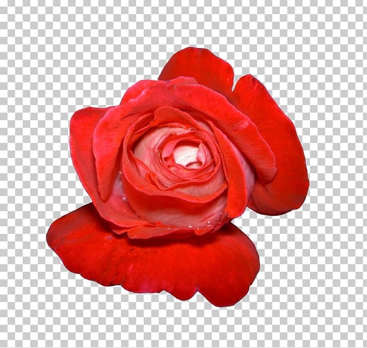 Flower Resolution PNG, Clipart, Blog, Cut Flowers, Desktop Wallpaper, Display Resolution, Download Free PNG Download