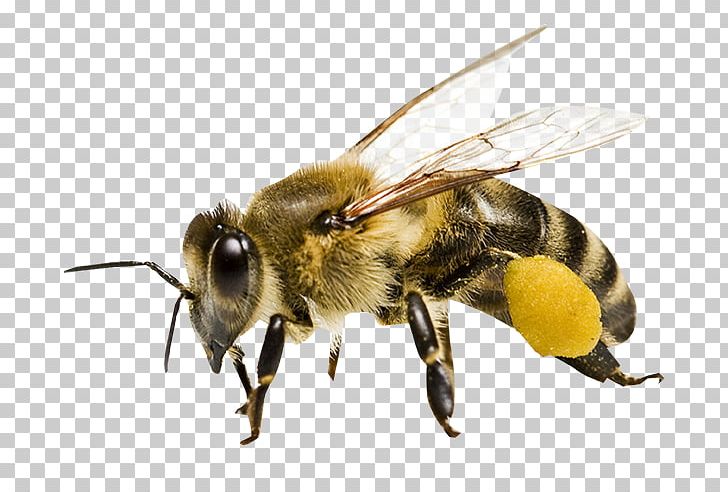 Honey Bee Maya Honeycomb PNG, Clipart, Arthropod, Bee, Beehive, Beekeeping, Bee Pollen Free PNG Download