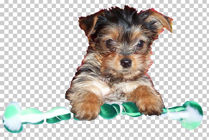 Yorkshire Terrier Australian Silky Terrier Australian Terrier Morkie Puppy PNG, Clipart, Animals, Australian Silky Terrier, Australian Terrier, Biewer Terrier, Carnivoran Free PNG Download