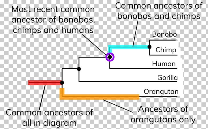 Human Evolution Phylogenetic Tree Diagram Organism PNG, Clipart, Angle, Area, Bitesize, Charles Darwin, Darwinism Free PNG Download