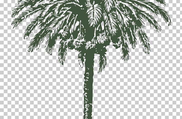 Palm Trees Graphics Date Palm PNG, Clipart, Arecales, Black And White, Borassus Flabellifer, Branch, Coconut Free PNG Download