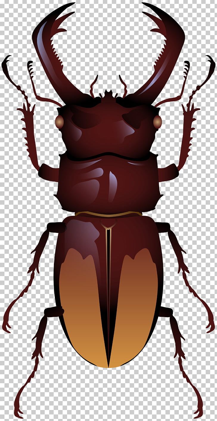 Stag Beetle PNG, Clipart, Animals, Arthropod, Beetle, Clip, Dung Beetle Free PNG Download
