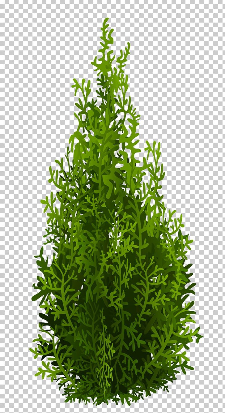 Tree Leaf Evergreen Shrub Herb PNG, Clipart, Bald Cypress, Clipart, Computer Icons, Cupressus, Cypress Free PNG Download