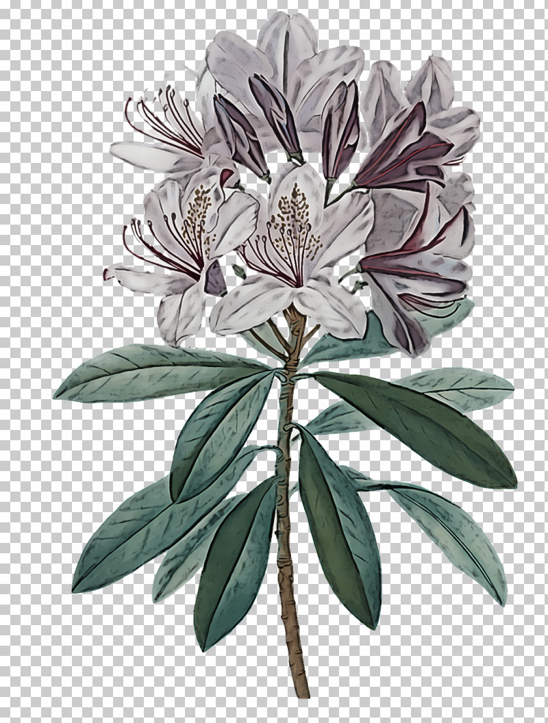 Floral Design PNG, Clipart, Drawing, Floral Design, Flower, Lily, Painting Free PNG Download