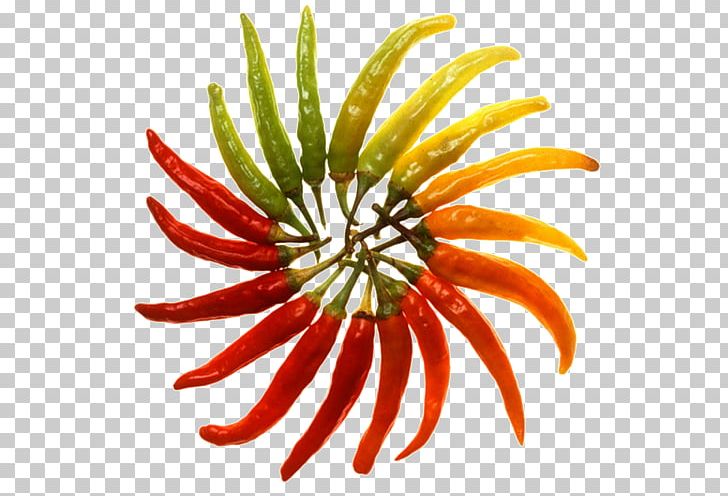 Bell Pepper Chili Pepper Chili Con Carne Serrano Pepper Pequin Pepper PNG, Clipart, Bell Peppers And Chili Peppers, Birds Eye Chili, Capsicum Annuum, Cayenne Pepper, Cubanelle Free PNG Download