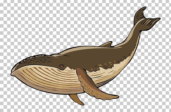 Cetacea PNG, Clipart, Animal Migration, Blue Whale, Bowhead Whale, Cetacea, Clip Free PNG Download