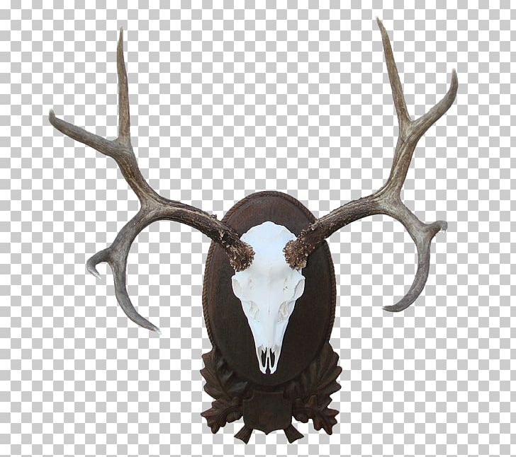 Elk Trophy Hunting Reindeer Cattle Horn PNG, Clipart, Antler, Cartoon, Cattle, Deer, Deer Skull Free PNG Download