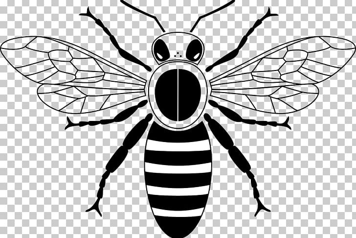 Honey Bee Drawing Beehive PNG, Clipart, Art, Arthropod, Backgroun, Black, Black Hair Free PNG Download