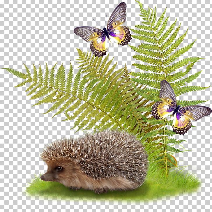 Animals Fauna Flower PNG, Clipart, Adobe Animate, Adobe Flash, Animals, Butterfly, Collage Free PNG Download