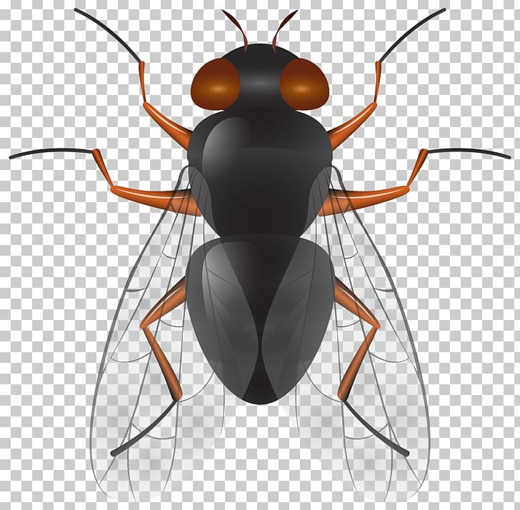 Insect Fly PNG, Clipart, Animals, Arthropod, Beetle, Blog, Cockroach Free PNG Download