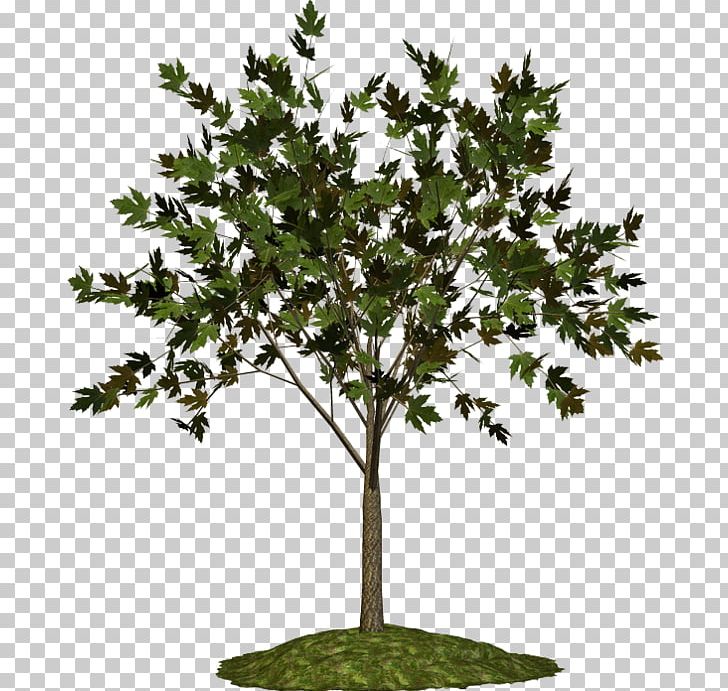 Twig Plane Trees Plant Blog PNG, Clipart, Blog, Branch, Dry Tree, Flowerpot, Leaf Free PNG Download