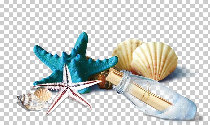 Seashell Bottle PNG, Clipart, Animals, Beach, Bottle, Bottles, Drift Free PNG Download
