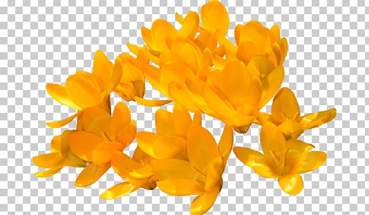 Yellow Crocus Orange Rose Flower PNG, Clipart, Blue, Cicekler, Color, Crocus, Fleur Free PNG Download