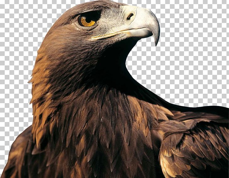 ChampionsPark Ruhpolding OpenMove PNG, Clipart, Accipitriformes, Animal, Bald Eagle, Beak, Bird Free PNG Download