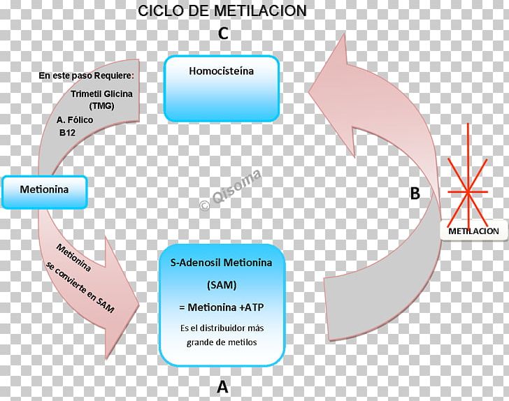 Hypertension Brand Diagram Epigenetics Artery PNG, Clipart, Accidental, Angle, Area, Artery, Brand Free PNG Download