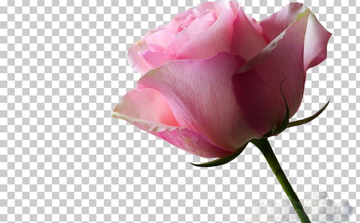 Beach Rose Centifolia Roses Pink Garden Roses Flower PNG, Clipart, Beach, Bud, Centifolia Roses, China Rose, Closeup Free PNG Download